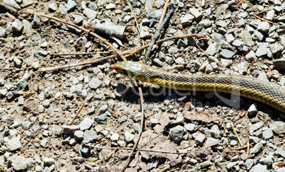 Head of garter snake on gravel and twigs