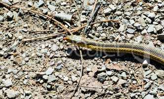 Head of garter snake on gravel and twigs