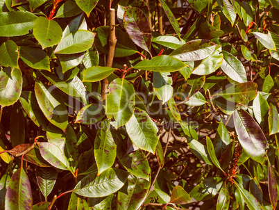 Retro look Green foliage