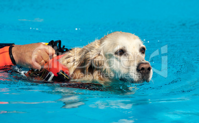 Lifeguard dog