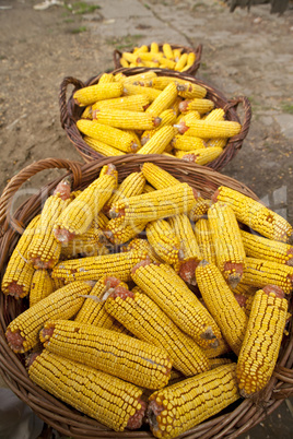 Baskets with corn cobs