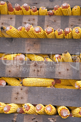 Rows of corn cobs