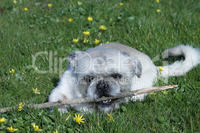 Shih Tzu-Mischling