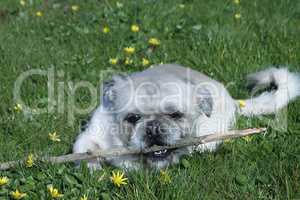 Shih Tzu-Mischling