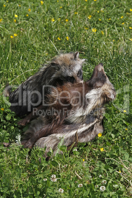 schmusende Marderhunde