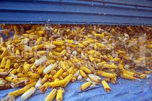 Corn cobs from tractor trailer