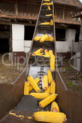 Elevator for corn cobs