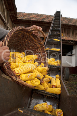 Elevator for corn cobs with basket