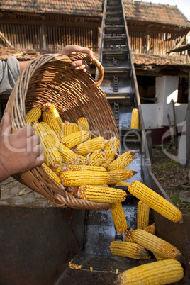 Elevator for corn cobs with basket