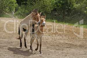 Przewalski-Fohlen in Aktion