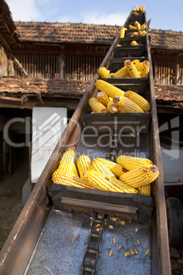 Elevator for corn cobs