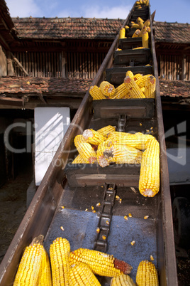 Elevator for corn cobs