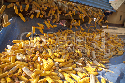 Corn cobs from tractor trailer