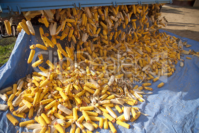 Corn cobs from tractor trailer