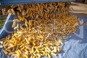 Corn cobs from tractor trailer