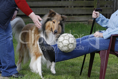 Therapiehund  bei der Arbeit