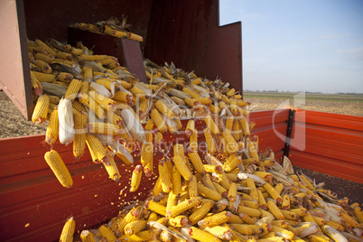 Dumping the corn cobs