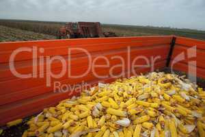 Corn cobs in tractor trailer