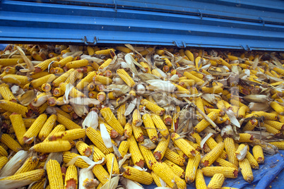 Corn cobs from tractor trailer