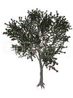 Blackthorn or sloe tree - 3D render