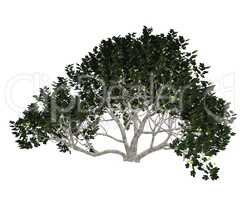Fig tree - 3D render