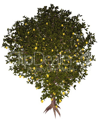 Lemon tree - 3D render