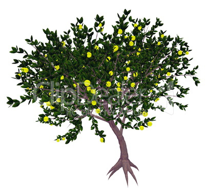 Mexican or key lime tree - 3D render