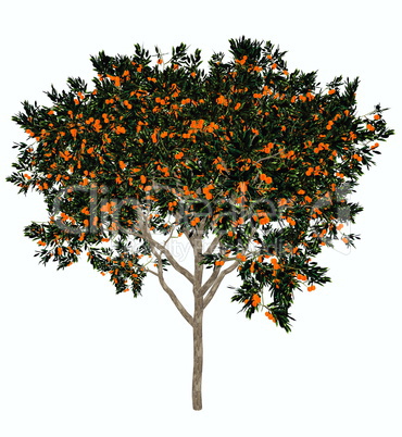 Sweet orange tree - 3D render