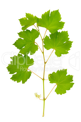 vine leaves