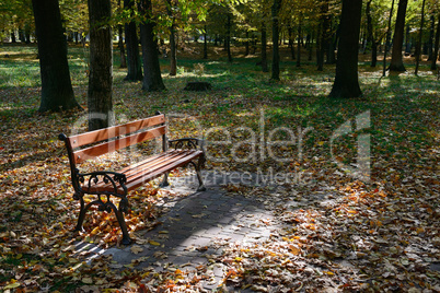 wooden bench in the park in the sunlight