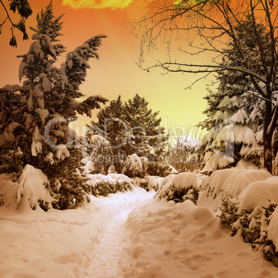 beautiful sunset in snowy woods