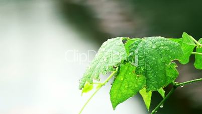 Wet Leaf of a Bush After Rain