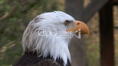 american bald eagle (Haliaeetus leucocephalus) extreme closeup
