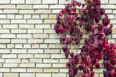 Red autumn foliage on brick wall