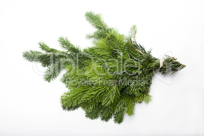 Green fir branch