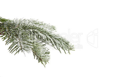 Snowy fir branch