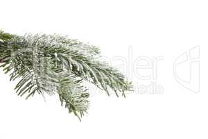 Snowy fir branch