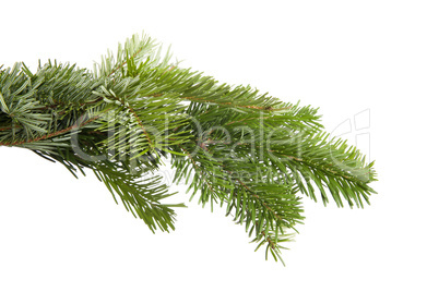 Green fir branch