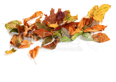 Autumn dried leafs isolated on white background