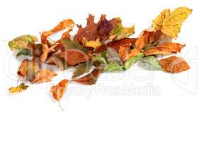 Autumn dried leafs isolated on white background