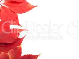 Red autumn leaves background with copy space