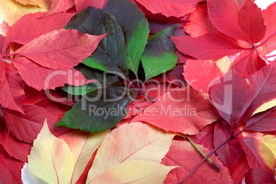 Background of multicolor autumn leafs