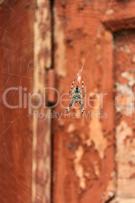 Big spider on a web