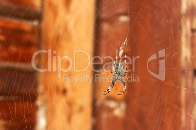 Spider hanging on a web