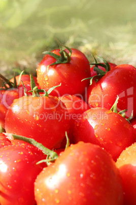 red tomatoes