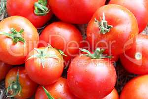 crop of red ripe tomatoes