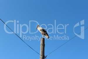stork standing on the telegraph-pole