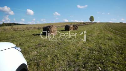Hay bales field against lone tree