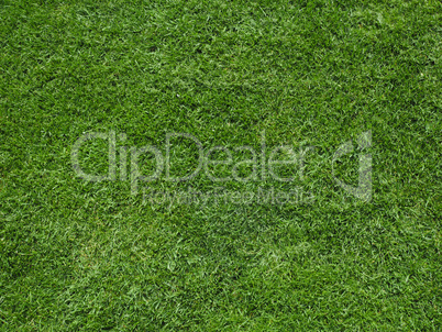 Green grass meadow background