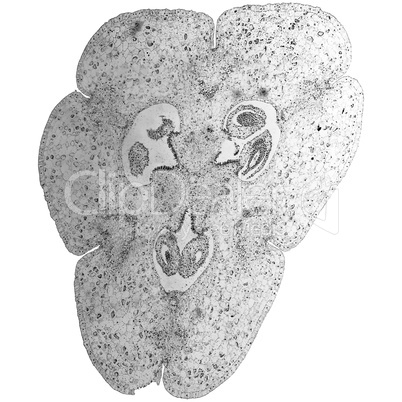 Black and white Lily ovary micrograph